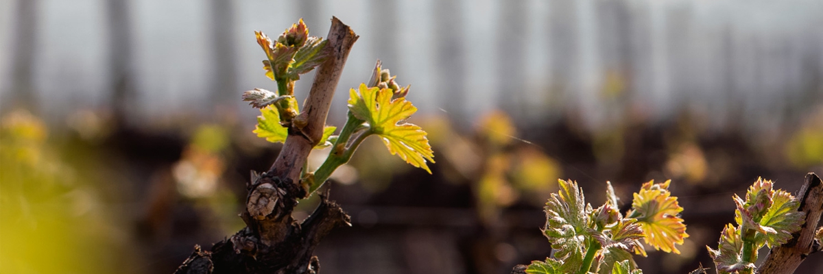 Nuevas cosechas: Súper Malbec y Súper Cabernet Franc 2017